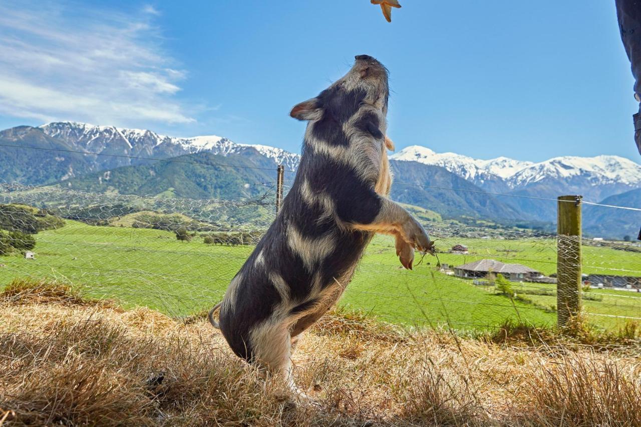 Kaikoura, Cubby House Stay Zewnętrze zdjęcie